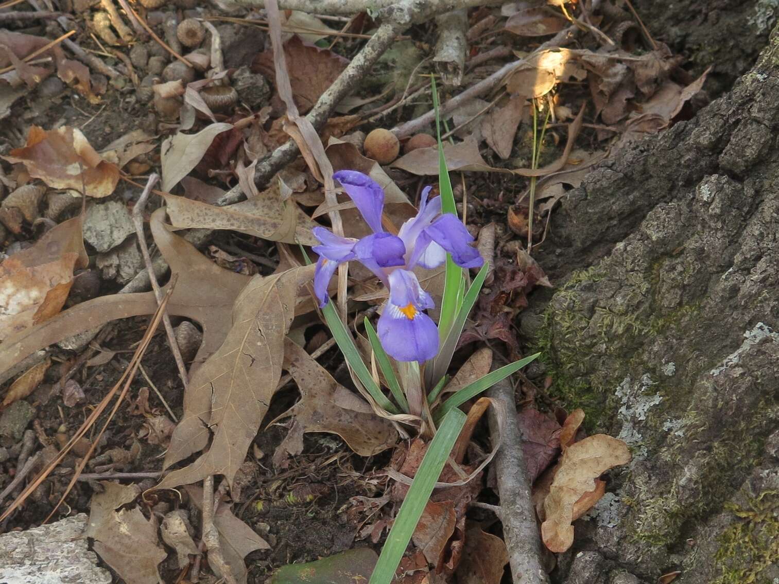 Image of dwarf violet iris