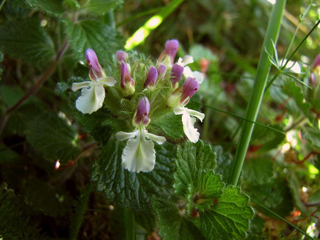 Image of Teucrium pyrenaicum L.