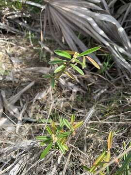 Image of Croton linearis Jacq.