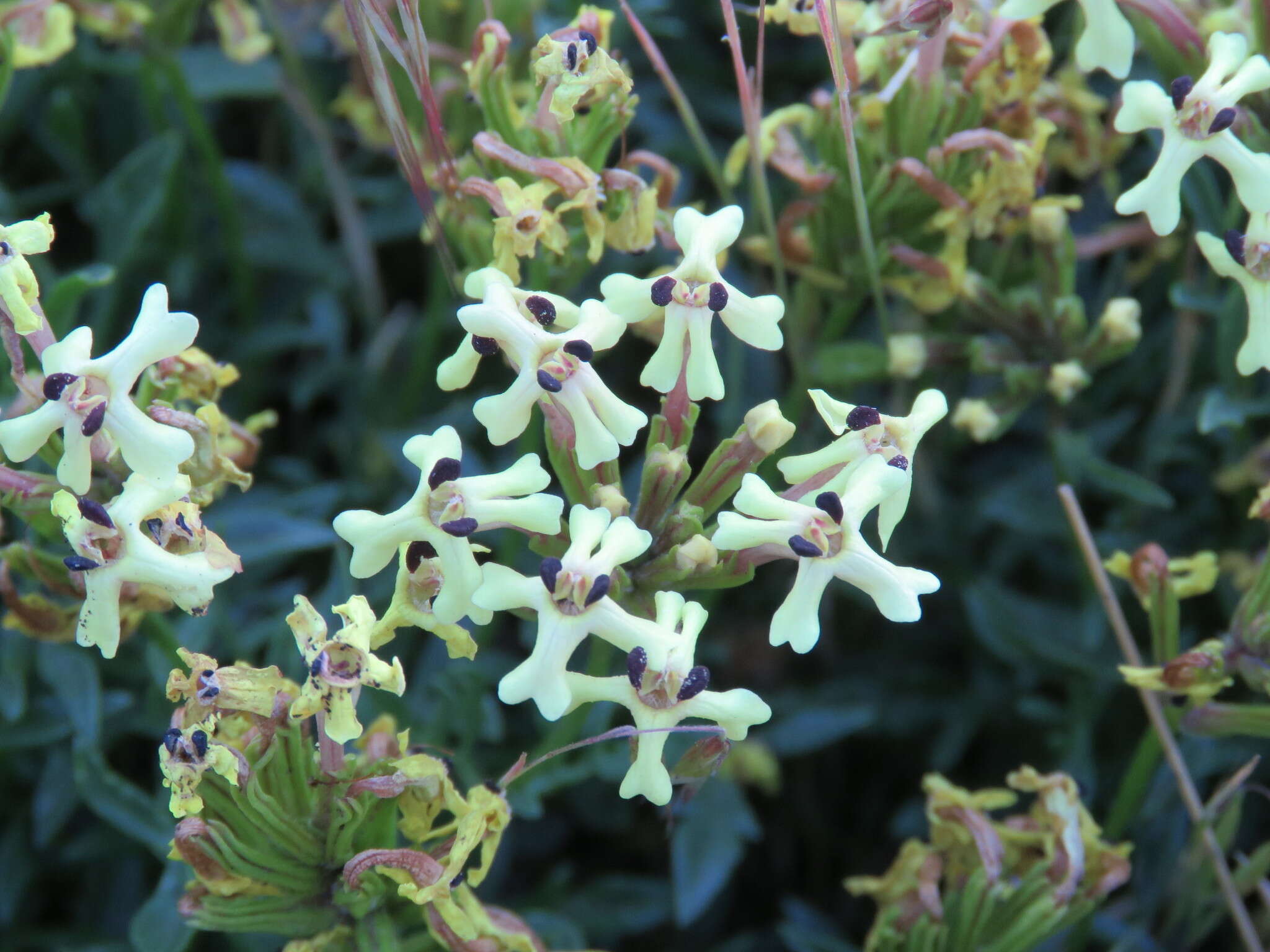 Image of Glandularia araucana (Phil.) Botta