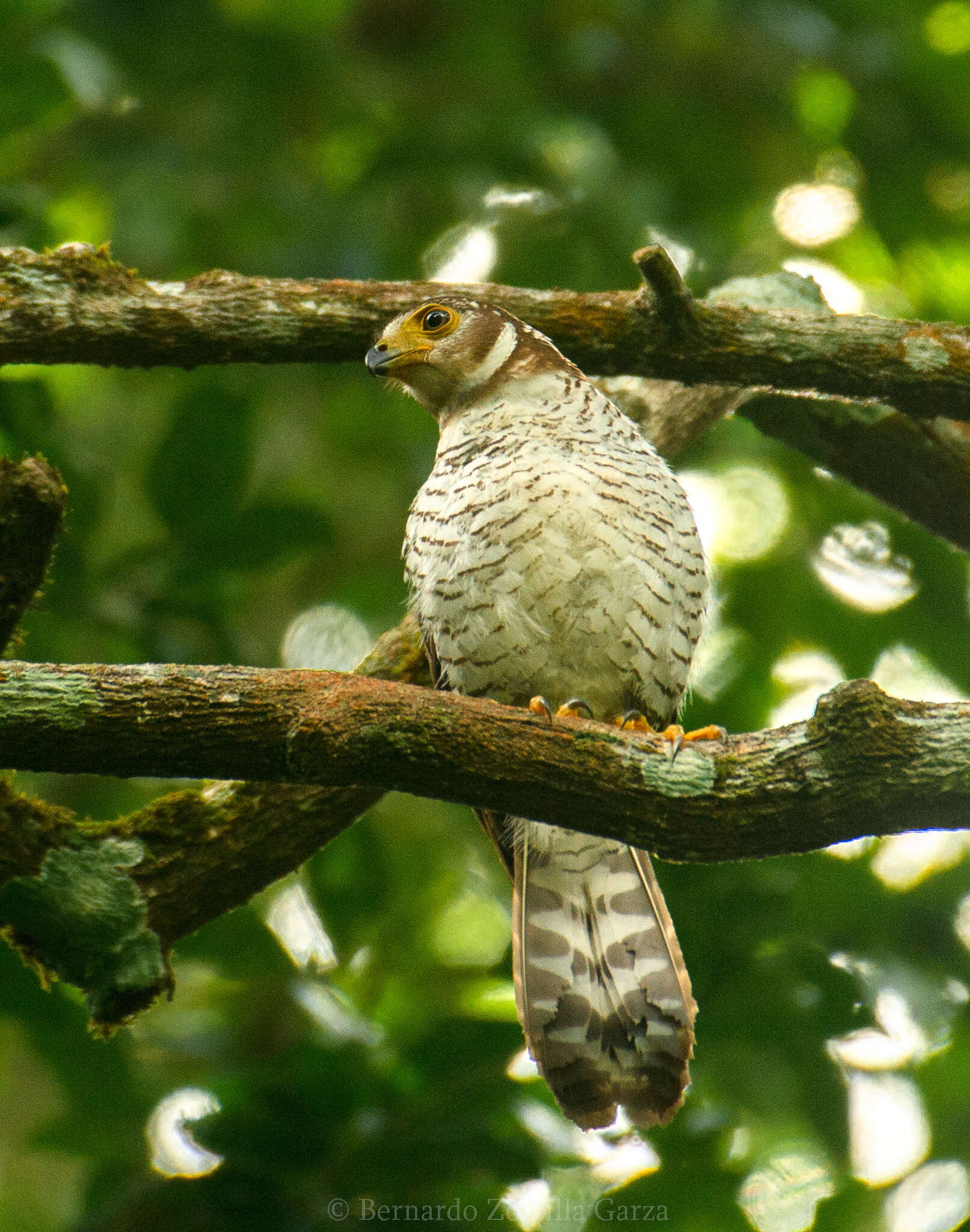 Image of Barred Forest Falcon