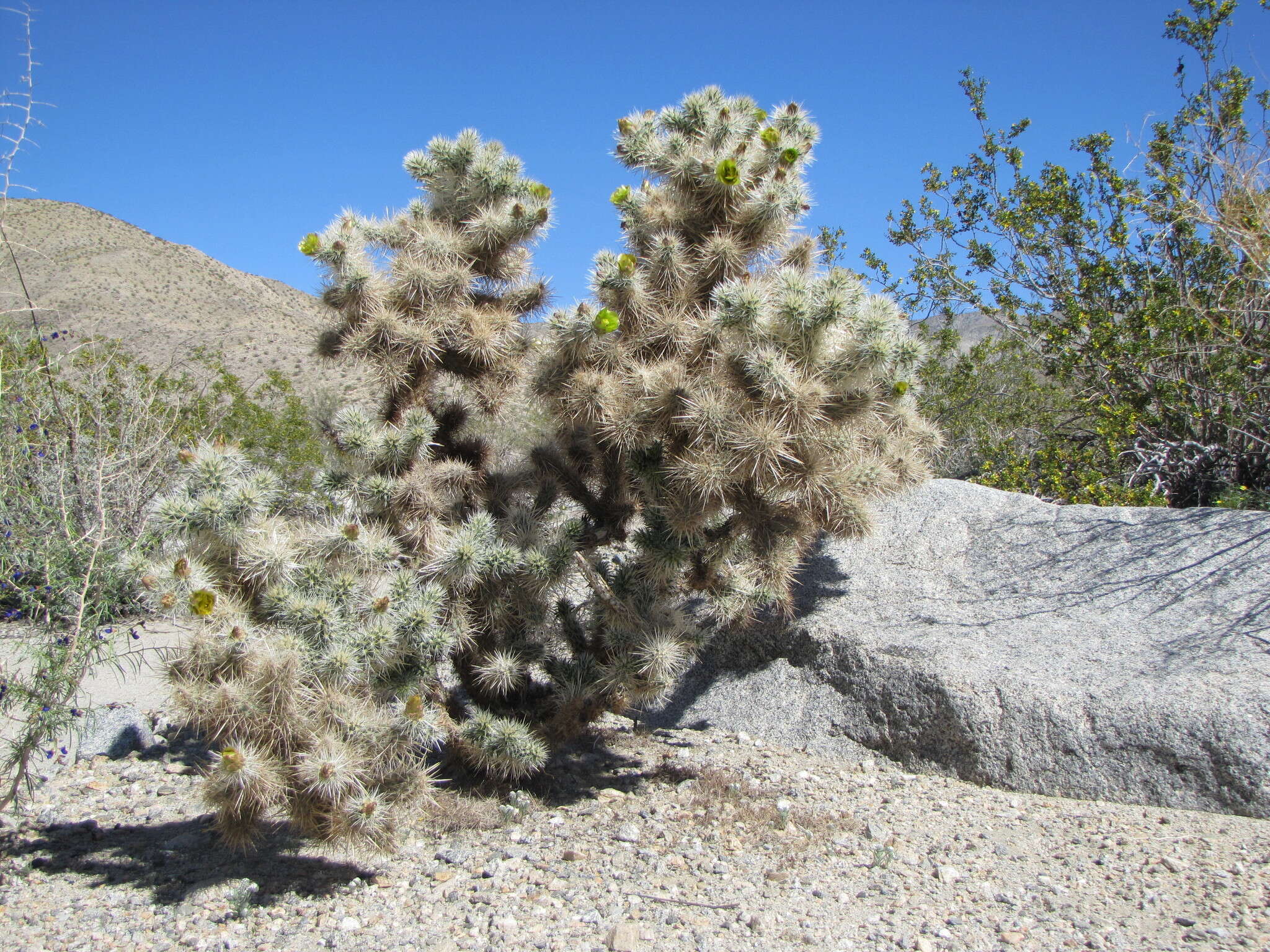 Image of Wiggins' cholla