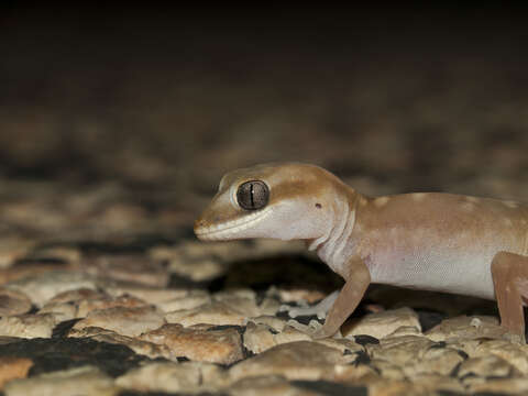 Image of Diplodactylus capensis Doughty, Oliver & Adams 2008