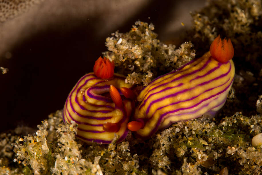 Imagem de Hypselodoris maridadilus Rudman 1977