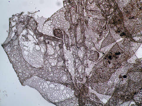 Image of Dermatochrysis reticulata (K. I. Meyer) Entwisle & R. A. Andersen 1990
