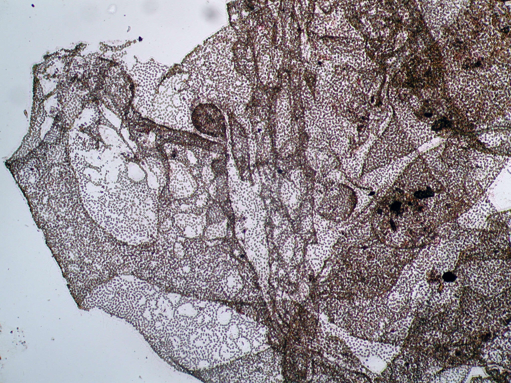 Image of Dermatochrysis reticulata (K. I. Meyer) Entwisle & R. A. Andersen 1990