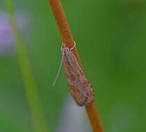 Image of celery stalkworm