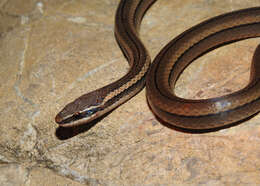 Image of Black-striped Snake