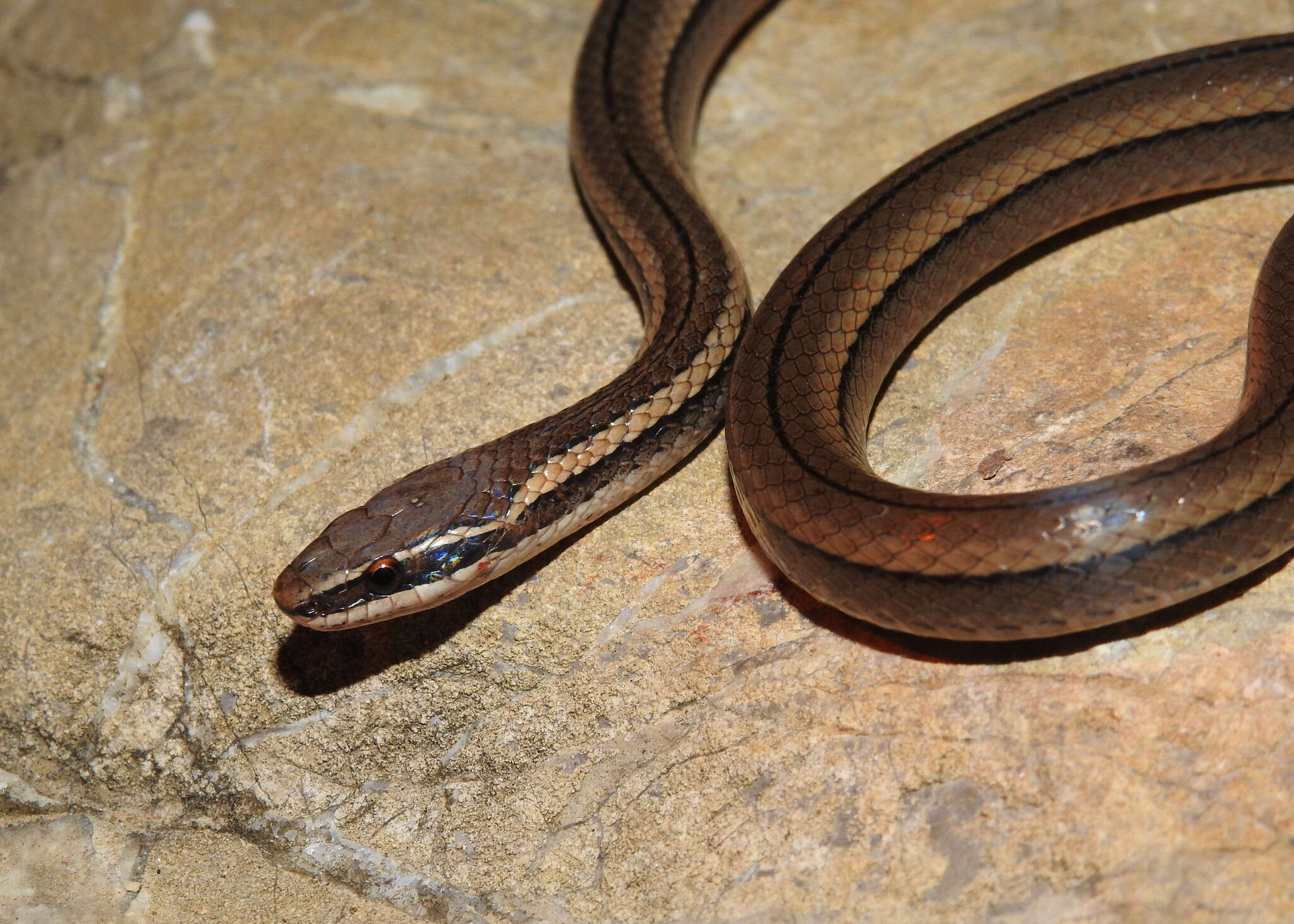 Image of Black-striped Snake