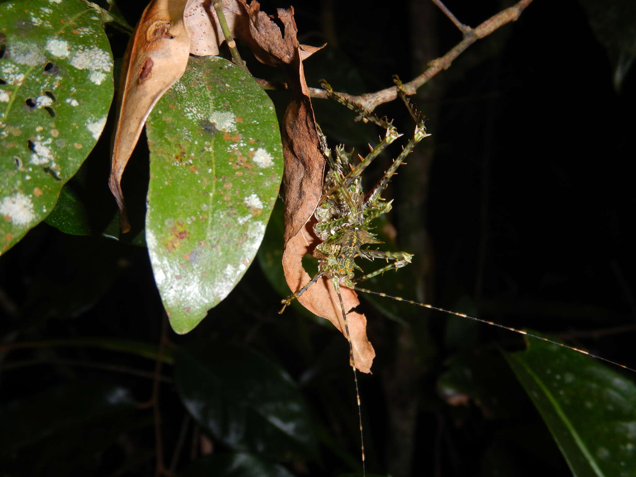 Image of Phricta zwicka Rentz, D. C. F., Y. Su & Ueshima 2005