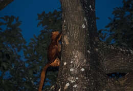 Image of Giant Flying Squirrels