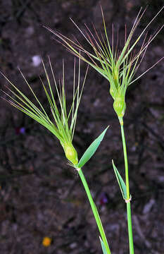 Plancia ëd Aegilops neglecta Req. ex Bertol.