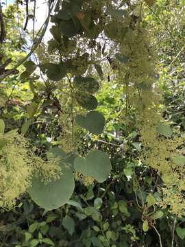 Image of velvetleaf