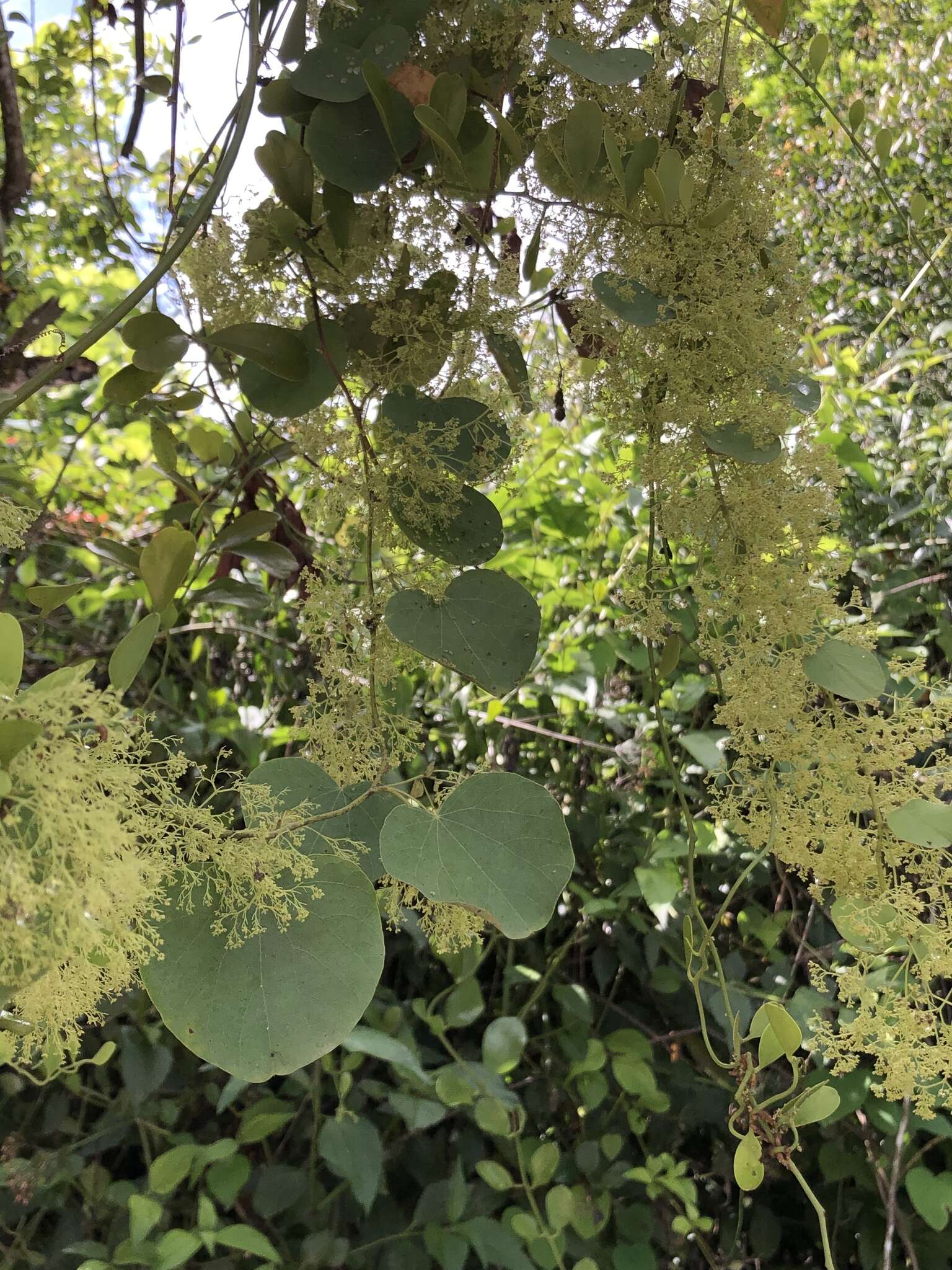 Sivun Cissampelos pareira L. kuva