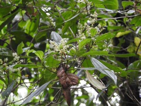 Sivun Miconia glaberrima (Schltdl.) Naud. kuva