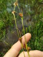 Image of Mosquito Bead Sedge