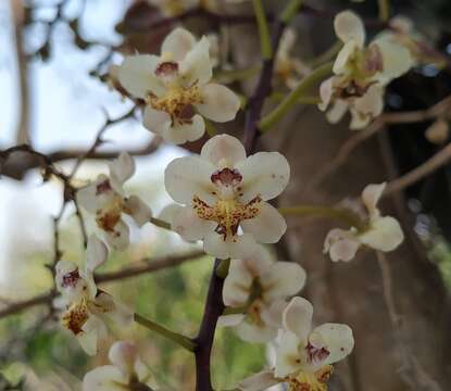 Слика од Trichocentrum stramineum (Bateman ex Lindl.) M. W. Chase & N. H. Williams