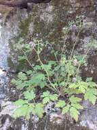 Phacelia bipinnatifida Michx. resmi