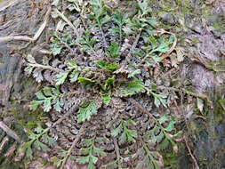 Image of Lepidium tenuicaule Kirk