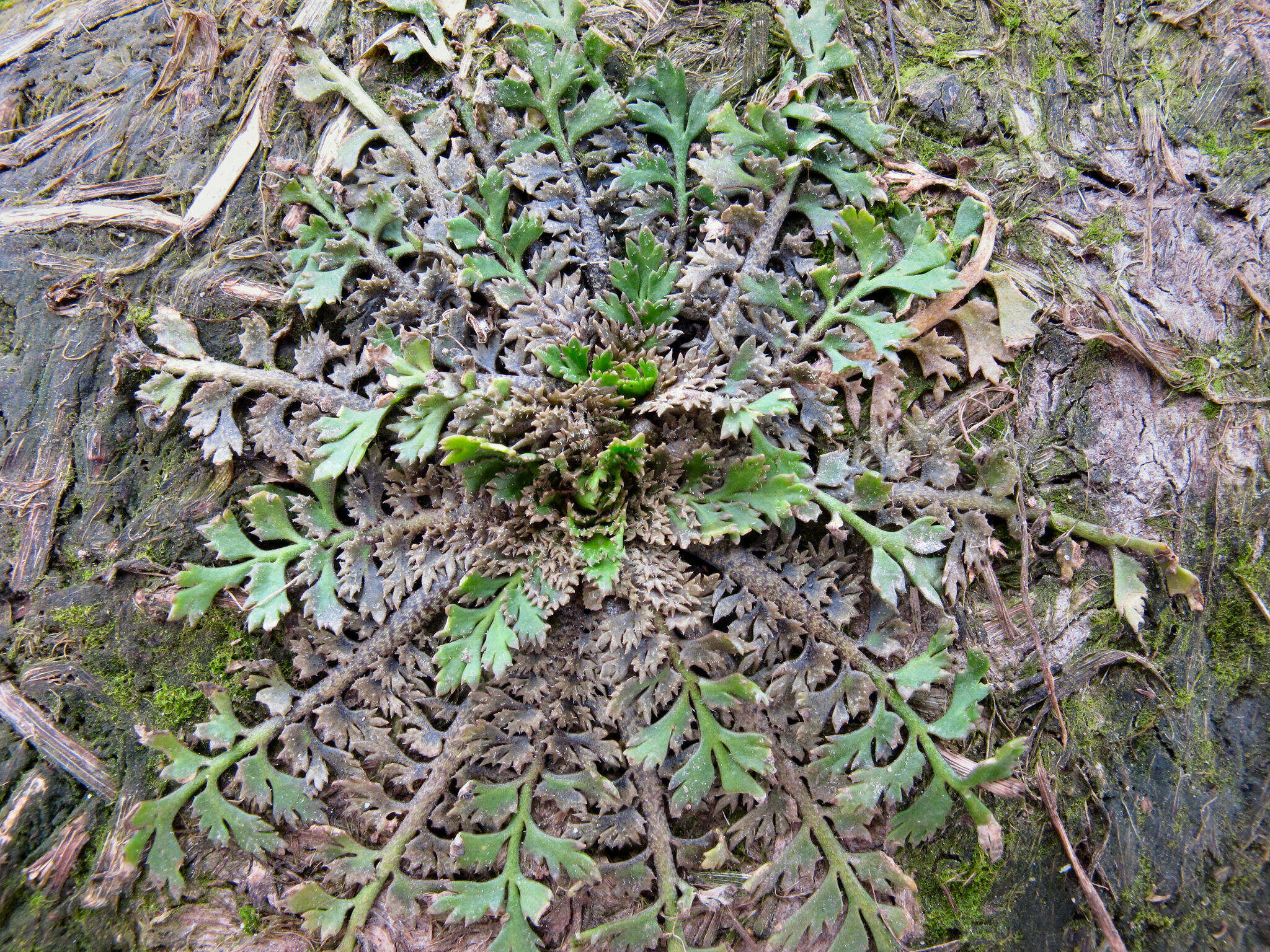 Imagem de Lepidium tenuicaule Kirk