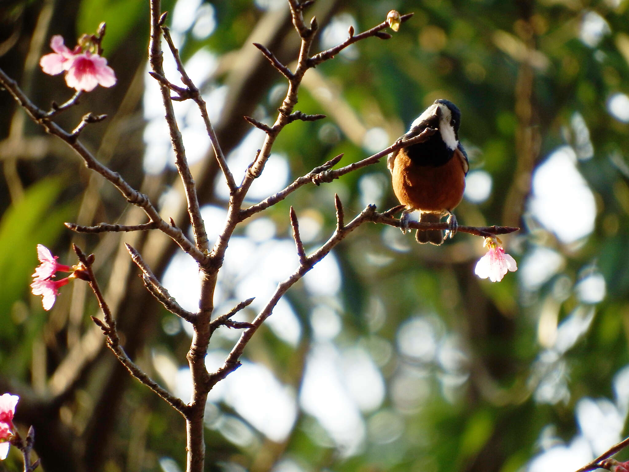 Image of Chestnut-bellied Tit