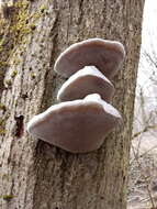 Image of Phellinus igniarius (L.) Quél. 1886