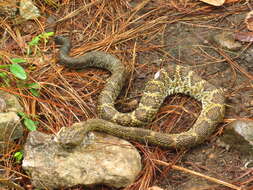 Image of Basilisk Rattlesnake