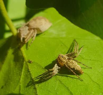 Image of Oxyopes schenkeli Lessert 1927