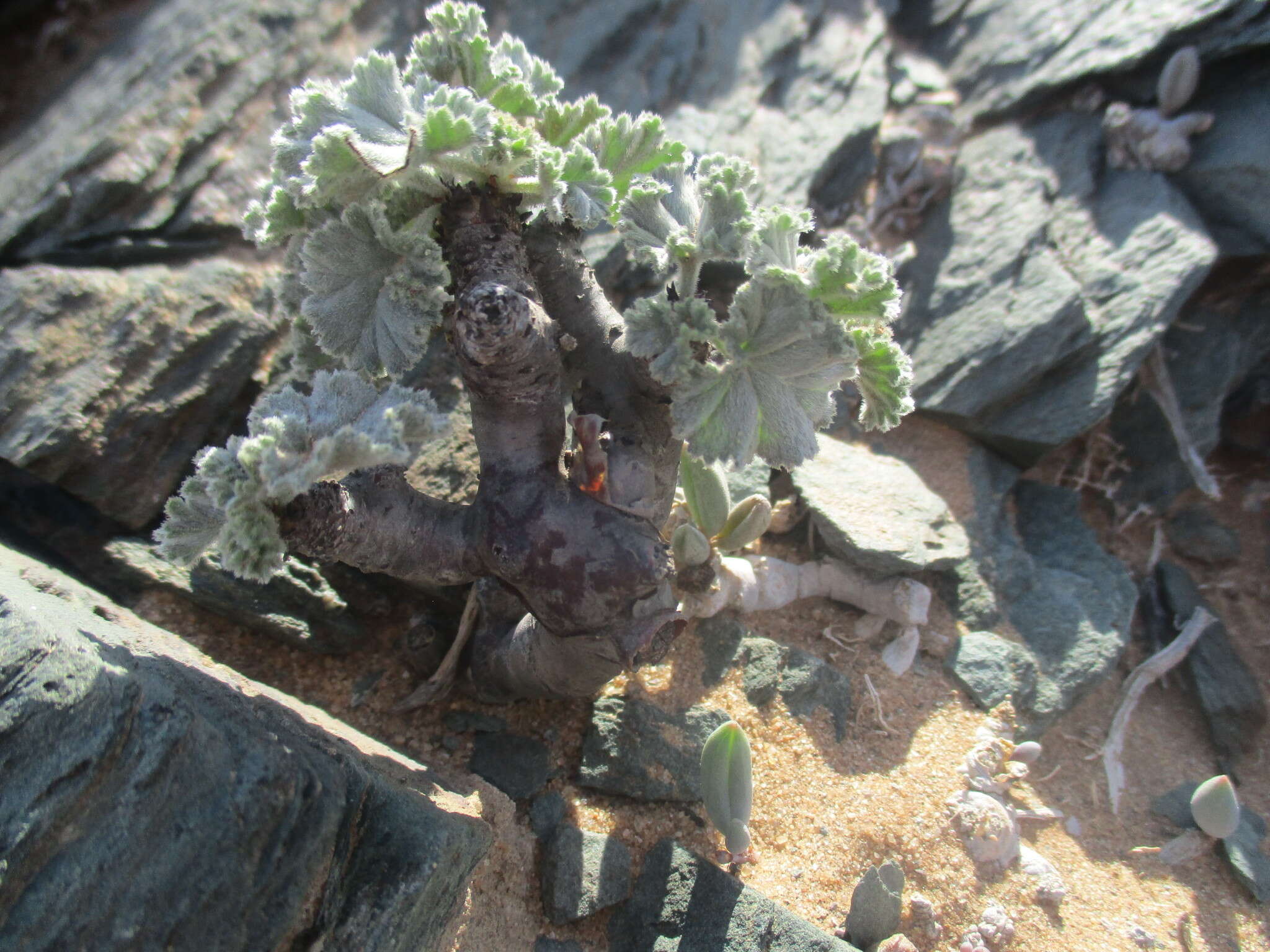 Image of Pelargonium crassicaule L'Her.