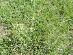 Image of prairie spiderwort