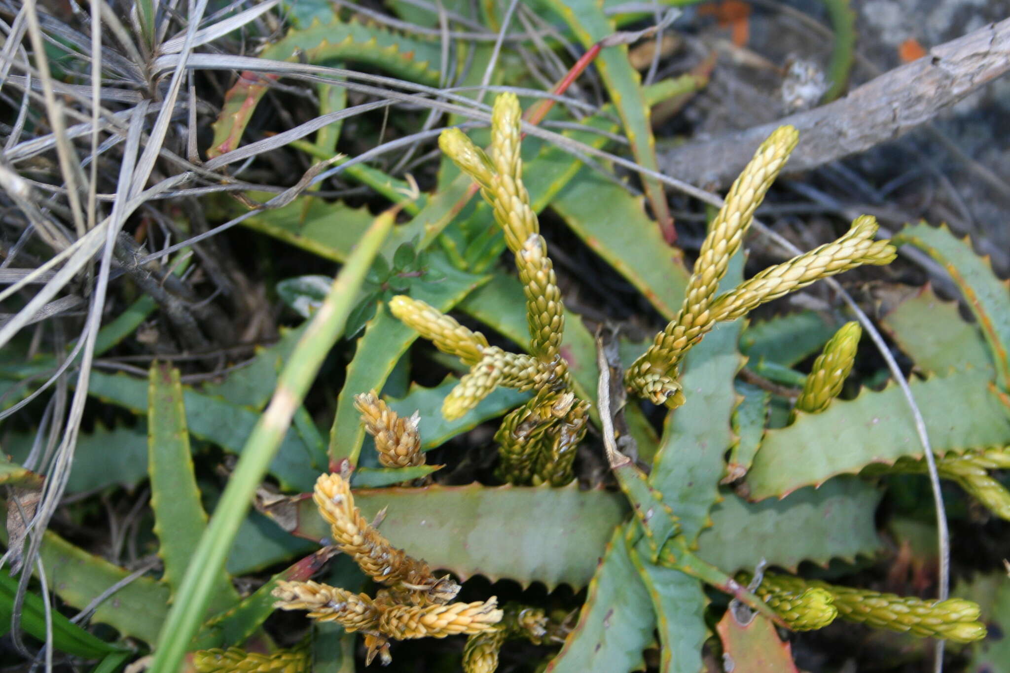 Image of Phlegmariurus gnidioides (L. fil.) A. R. Field & Bostock