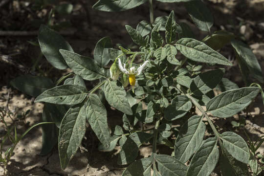 Image of wild potato