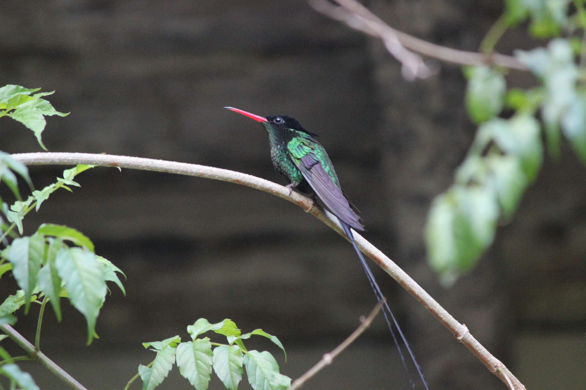 Слика од црвеноклуно колибри