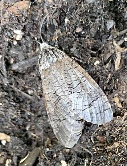 Image of Little Carpenterworm Moth