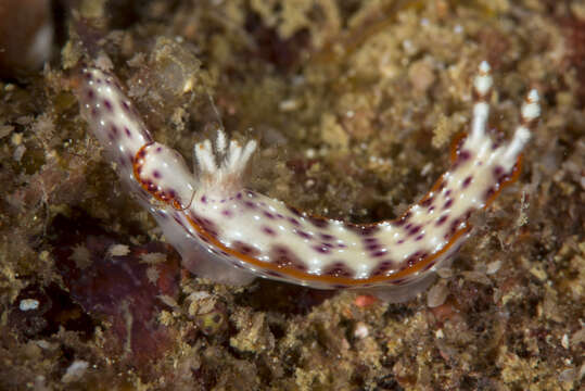 Image of Hypselodoris juniperae Gosliner & R. F. Johnson 2018