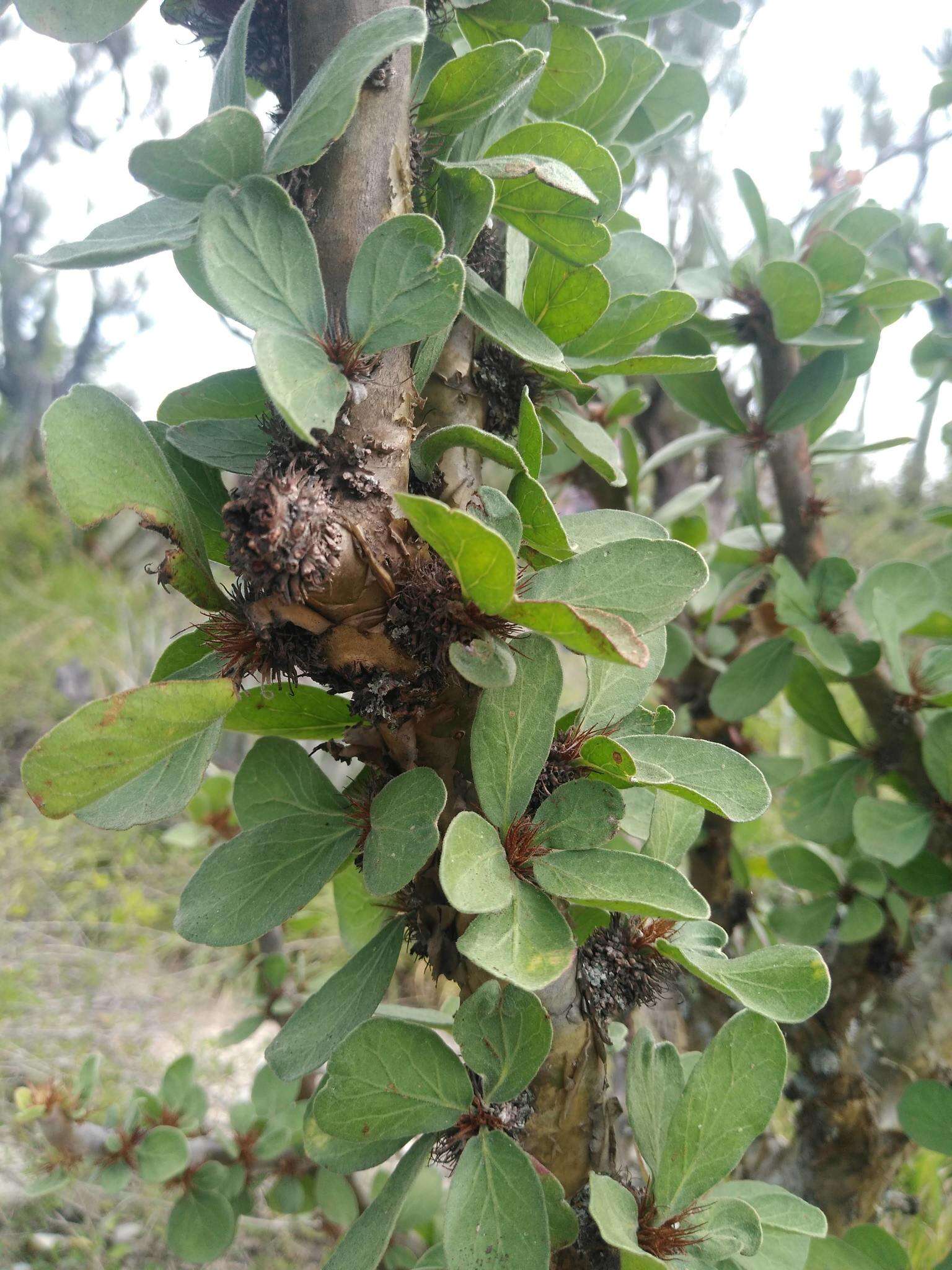 Image of Jatropha neopauciflora Pax