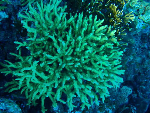 Image of spine coral