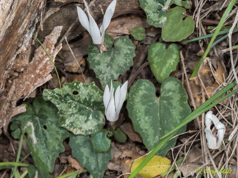 Image of Cretan cyclamen