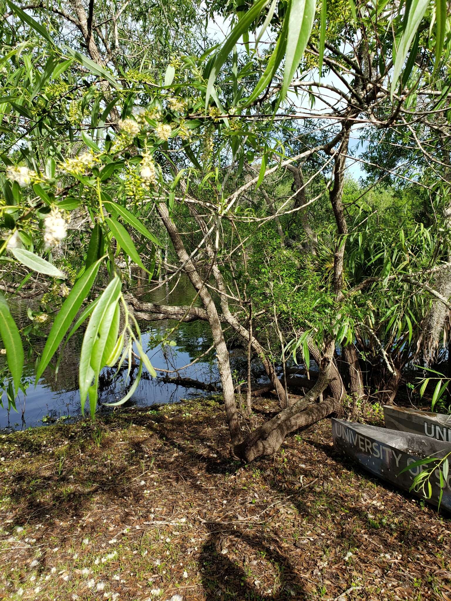 Image of coastal plain willow