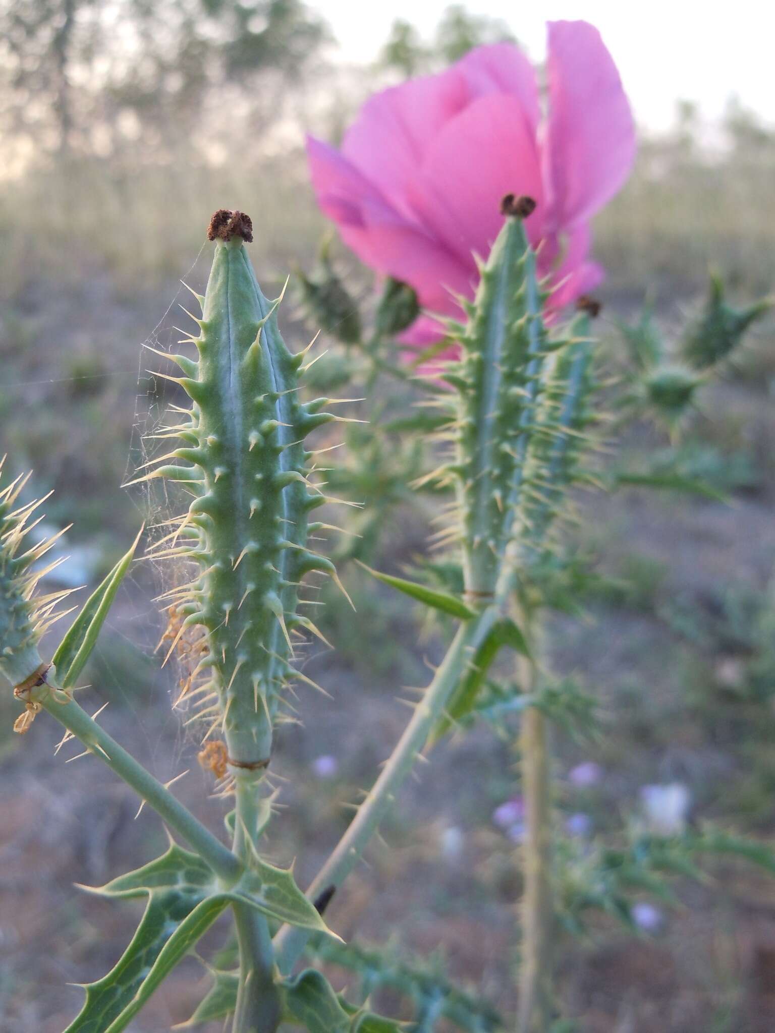 Image of red pricklypoppy