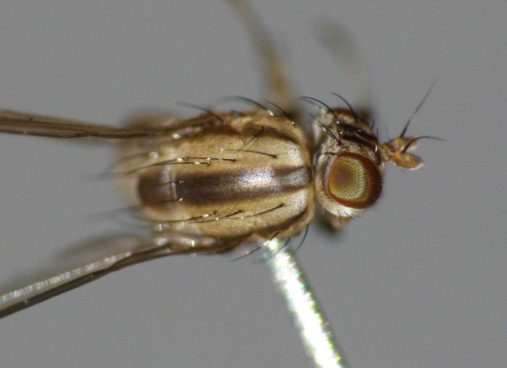 Image of Poecilohetaerus punctatifacies Tonnoir & Malloch 1926