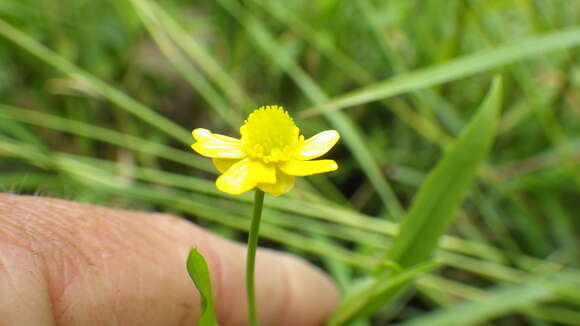 صورة Ranunculus ambigens S. Wats.