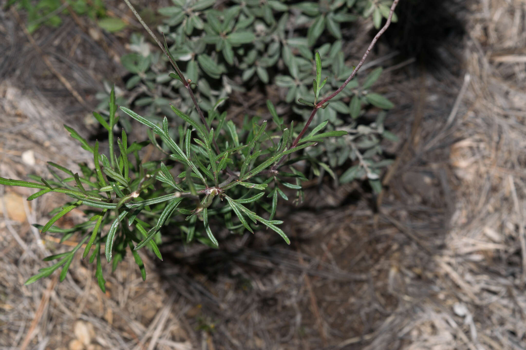 Image of Cosmos palmeri Robinson