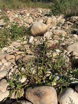 Image of Persicaria madagascariensis (Meisn.) S. Ortiz & J. A. R. Paiva