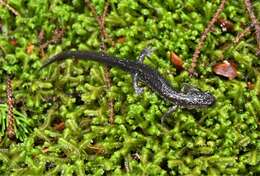 Image of Wehrle's Salamander