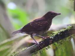 Image of Pale-vented Thrush