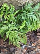 Imagem de Asplenium adiantum-nigrum L.