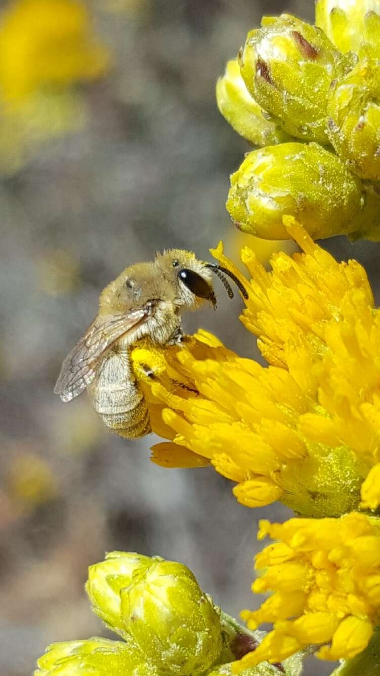 Image of Colletes ochraceus Swenk 1906