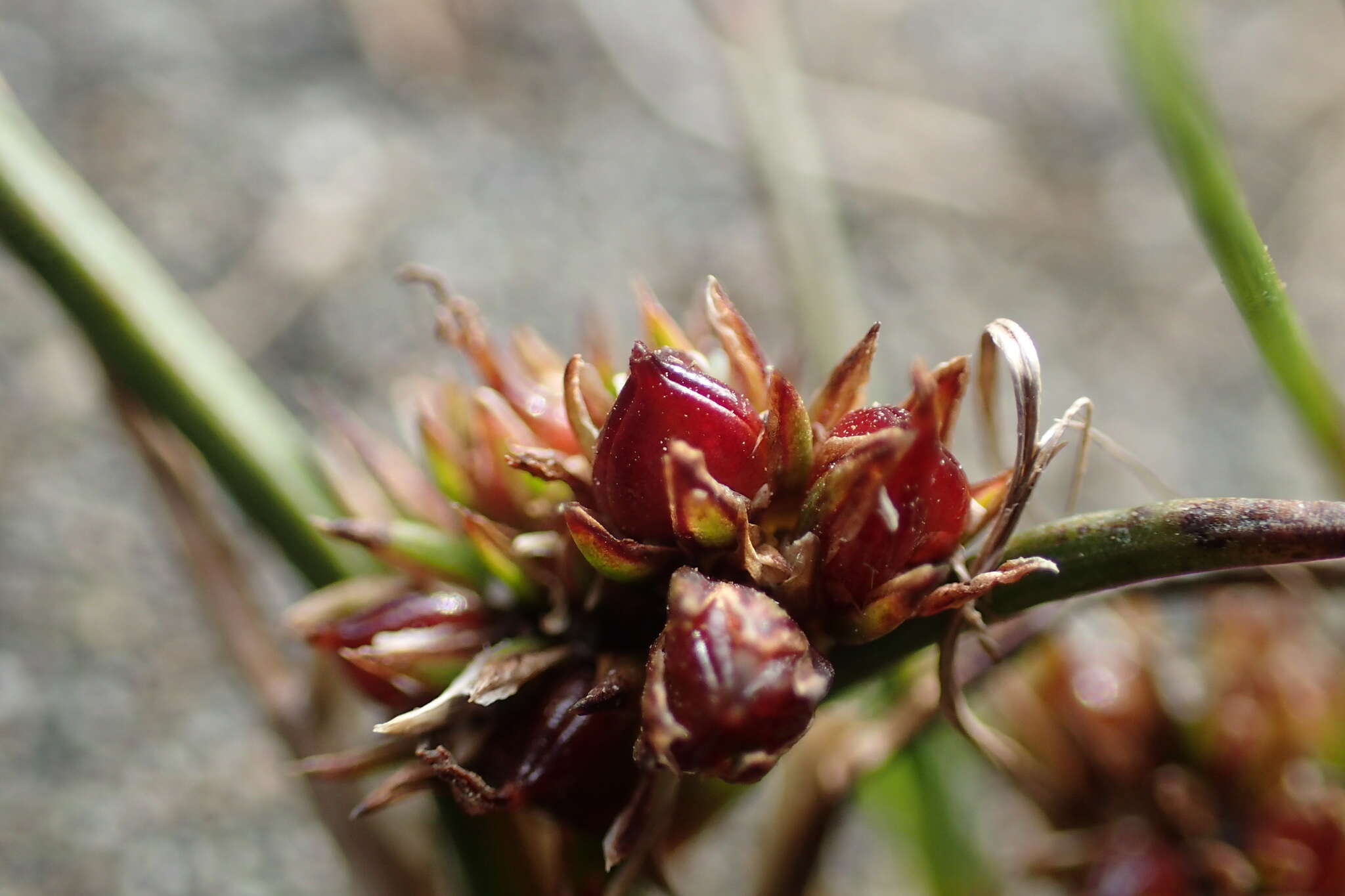 Image of Juncus scheuchzerioides Gaudich.