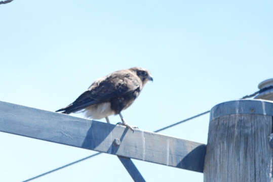 Image of Brown Falcon